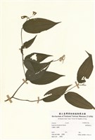 藏品(臺灣寶鐸花)的圖片